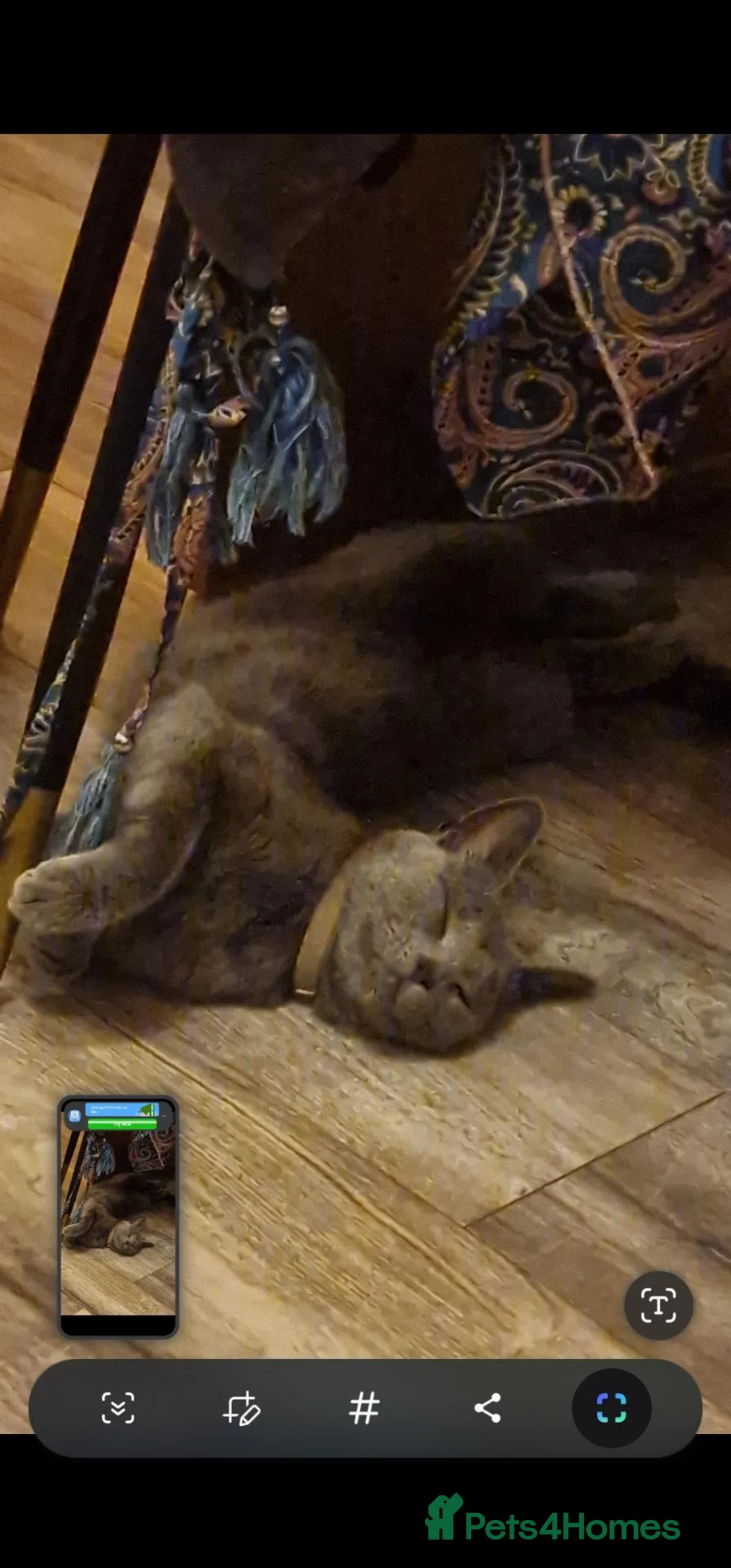 Russian Blue cats for sale: Russian blue  1 year-old girl for sale - Advert 2