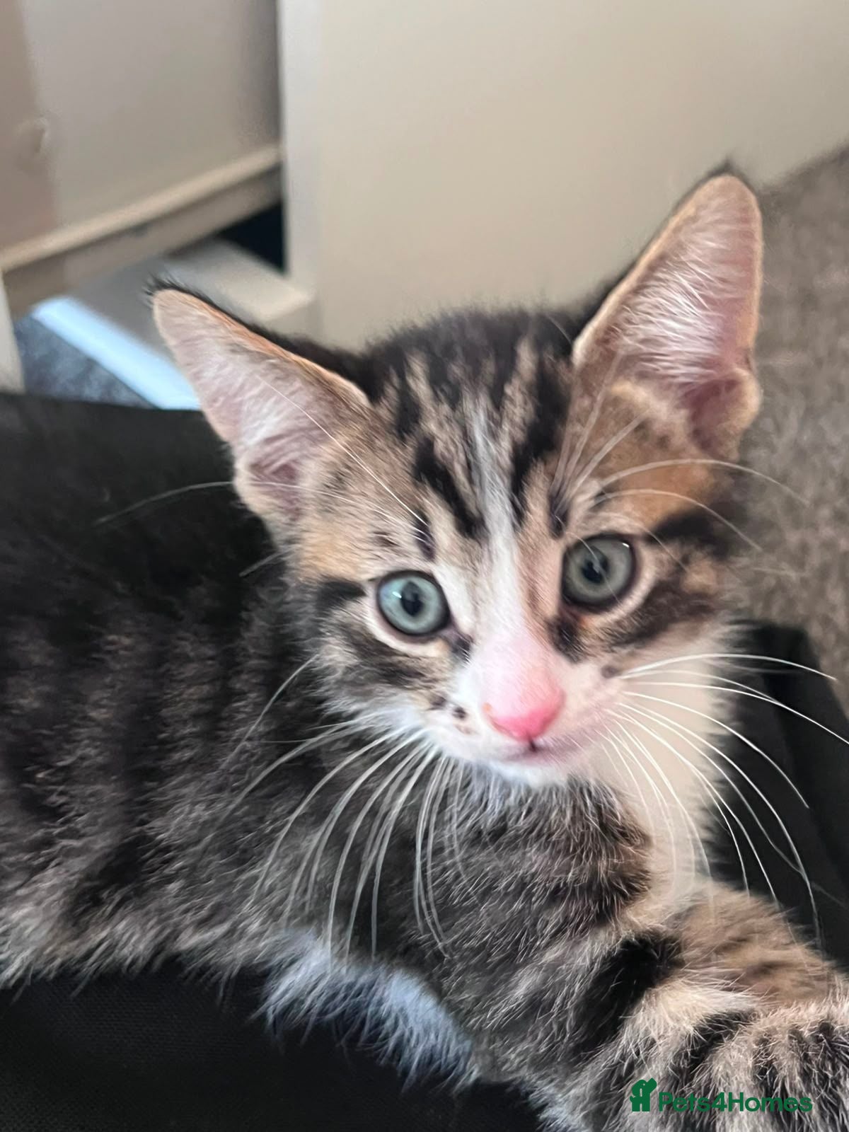Mixed Breed cats 5 kittens for sale  - Advert 11