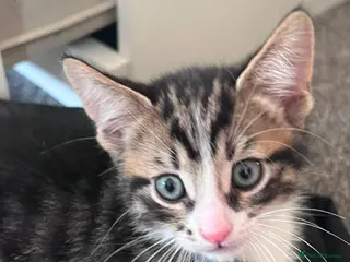 Mixed Breed cats 5 kittens for sale - Advert 11