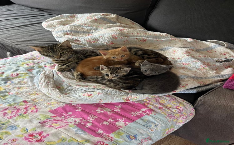 Mixed Breed cats - Advert 12