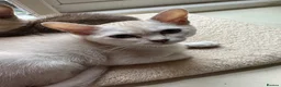 Asian cats for sale: Gccf reg Pedigree kittens  - Advert 5