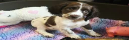 English Springer Spaniel dogs for sale: Outstanding Home Reared KC 5 ⭐️ Vetted Ready now  - Advert 23