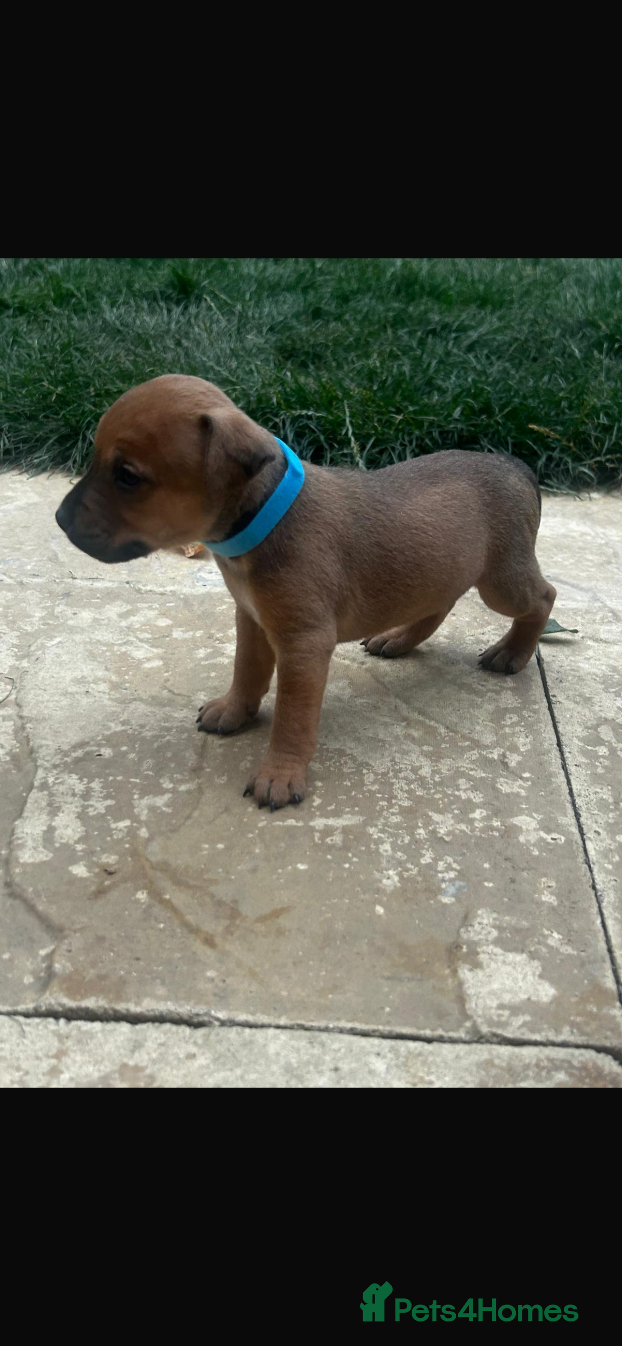 Mixed Breed dogs Patterdale x Plummer terrier pups - Advert 2
