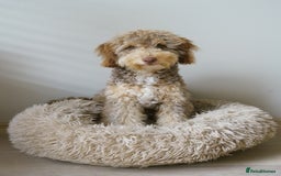 Labradoodle dogs for sale: Cute Labradoodle boy for Rehome - Image 4
