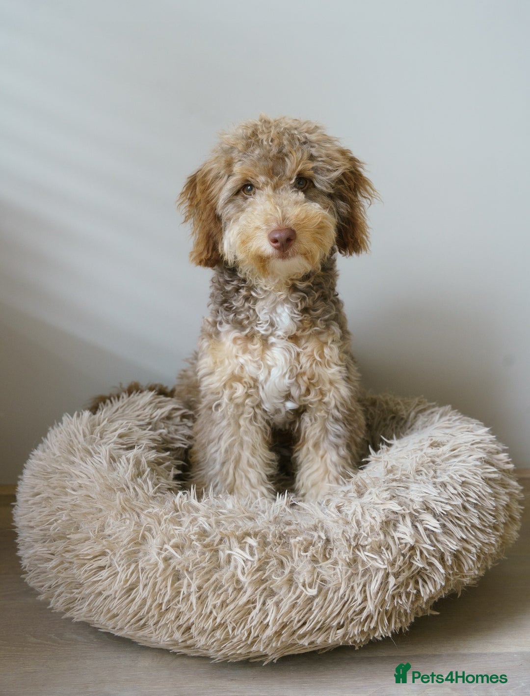 Labradoodle dogs for sale: Cute Labradoodle boy for Rehome - Image 4