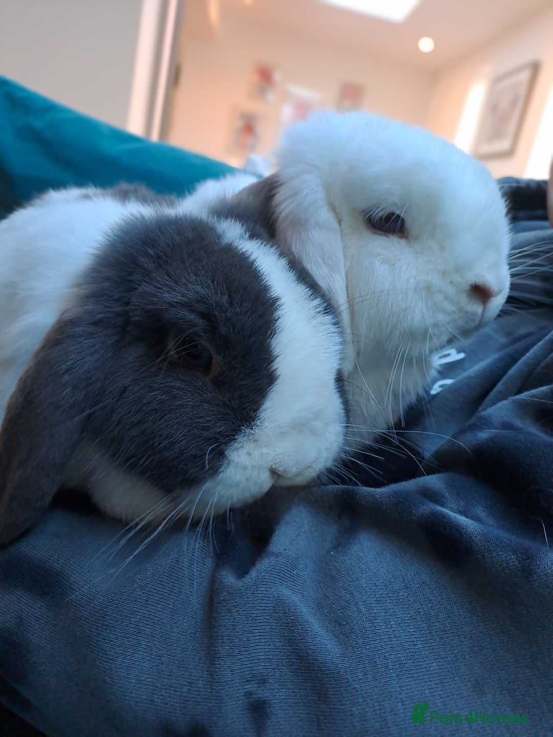 Mini Lop rabbits for sale: Male (Neutered) & Female Mini Lops (Very friendly) - Advert 2