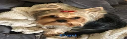 Yorkshire Terrier dogs for sale: KC REGISTERED YORKSHIRE TERRIER   - Advert 9