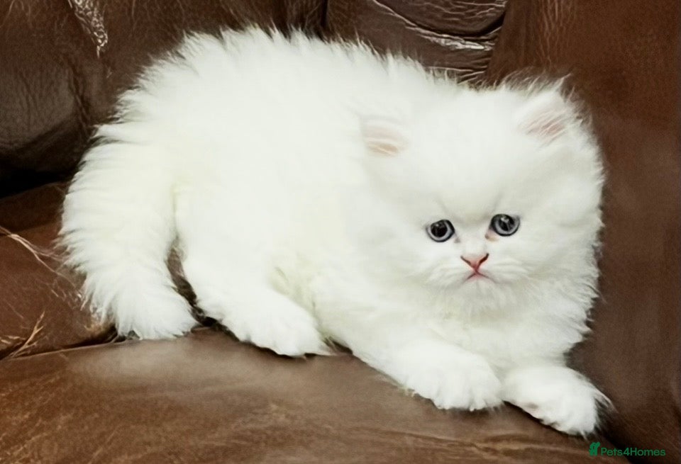 Persian cats Persian pure white , blue eyed male  - Advert 4