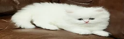 Persian cats for sale: Persian pure white , blue eyed male  - Advert 1