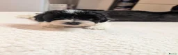 Shihpoo dogs for sale: Gorgeous shih-poo puppies - Advert 7