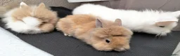 Lionhead rabbits for sale: Friendly Lionhead Baby Bunnies, Limited Available! - Advert 7