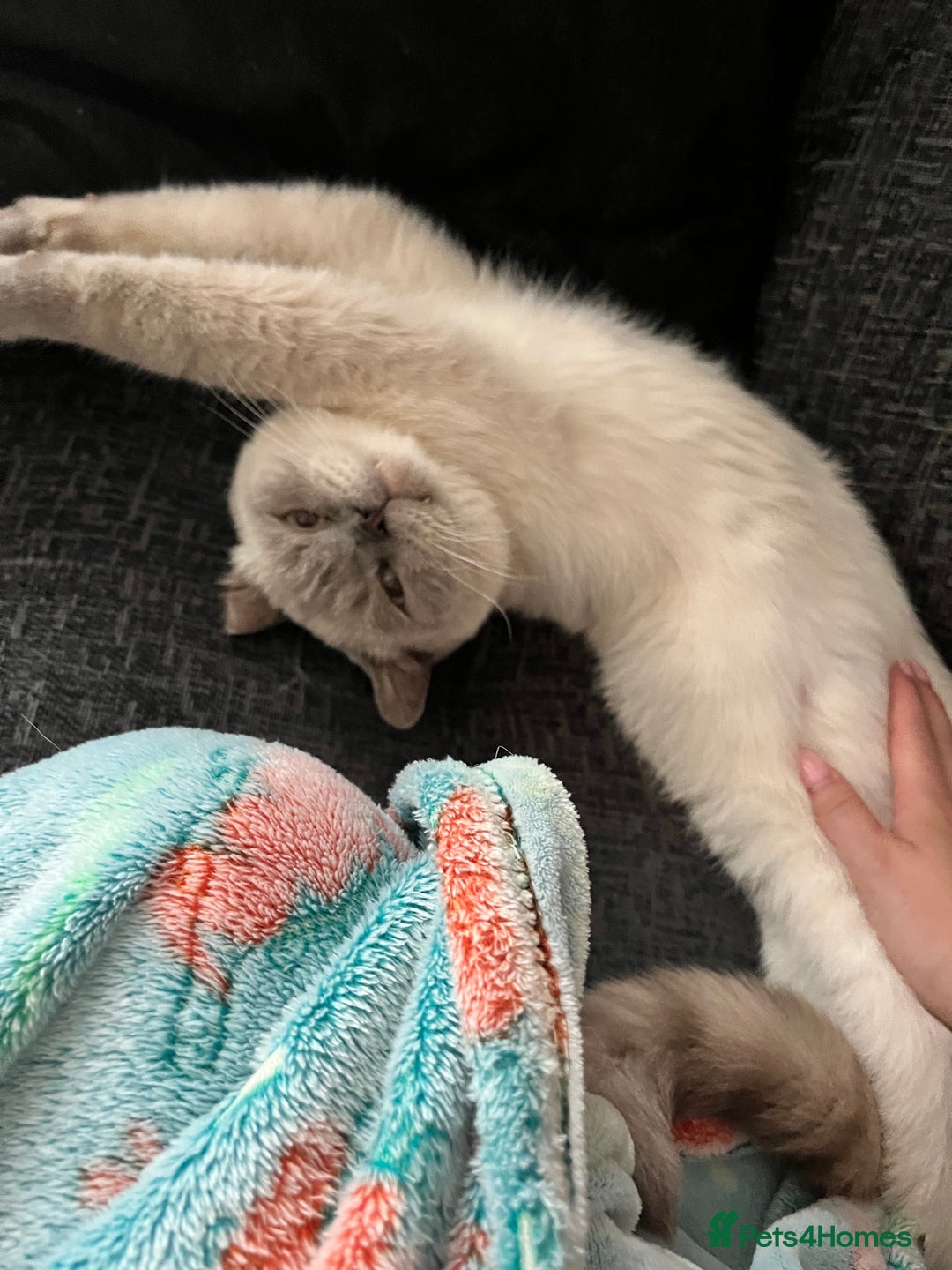 British Shorthair cats for sale: 2 years old for rehoming - Image 1