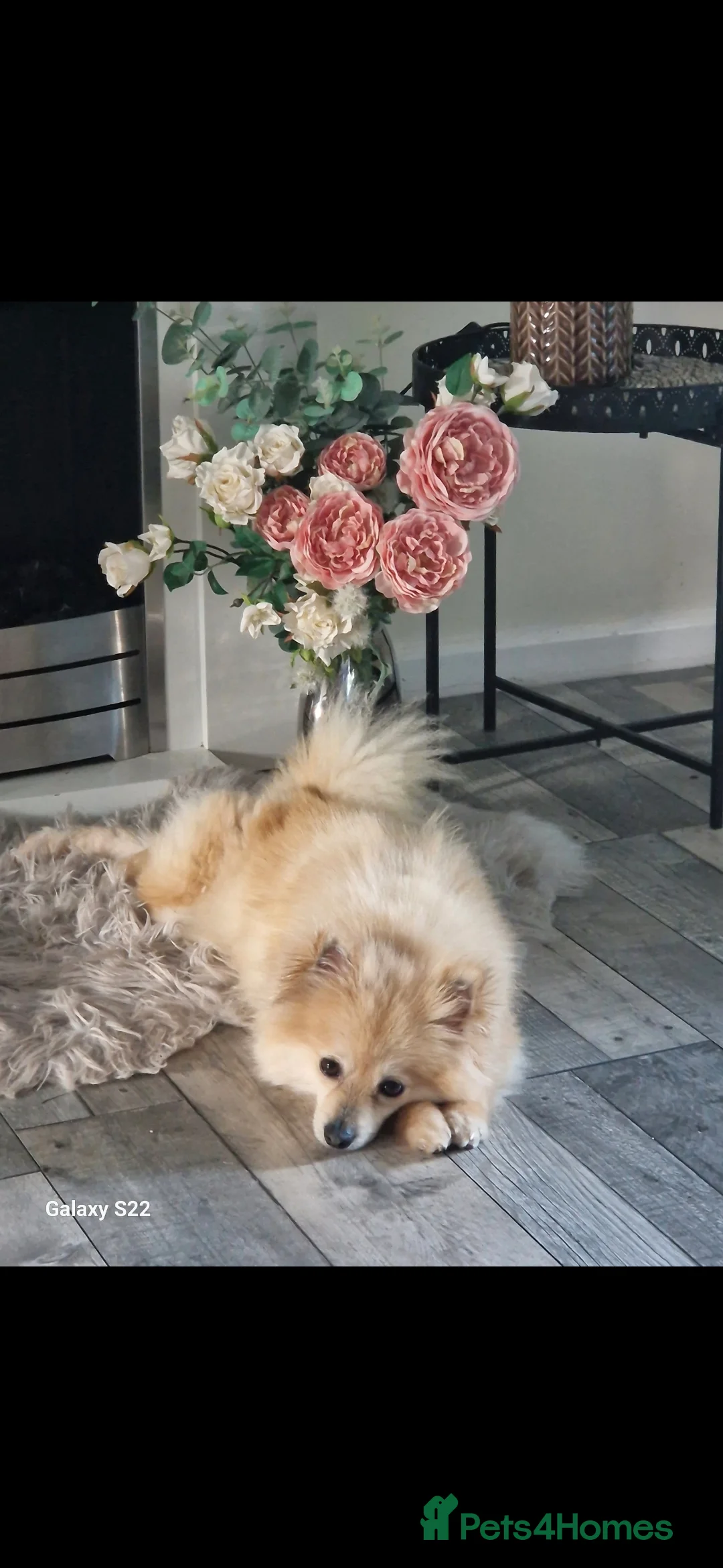 Pomeranian dogs for sale: Pomeranian 6 years old - Advert 2