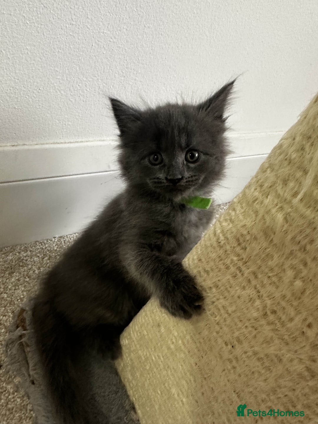 Maine Coon cats for sale: Rare Maine Coon/Russian Blue Kittens - Image 12