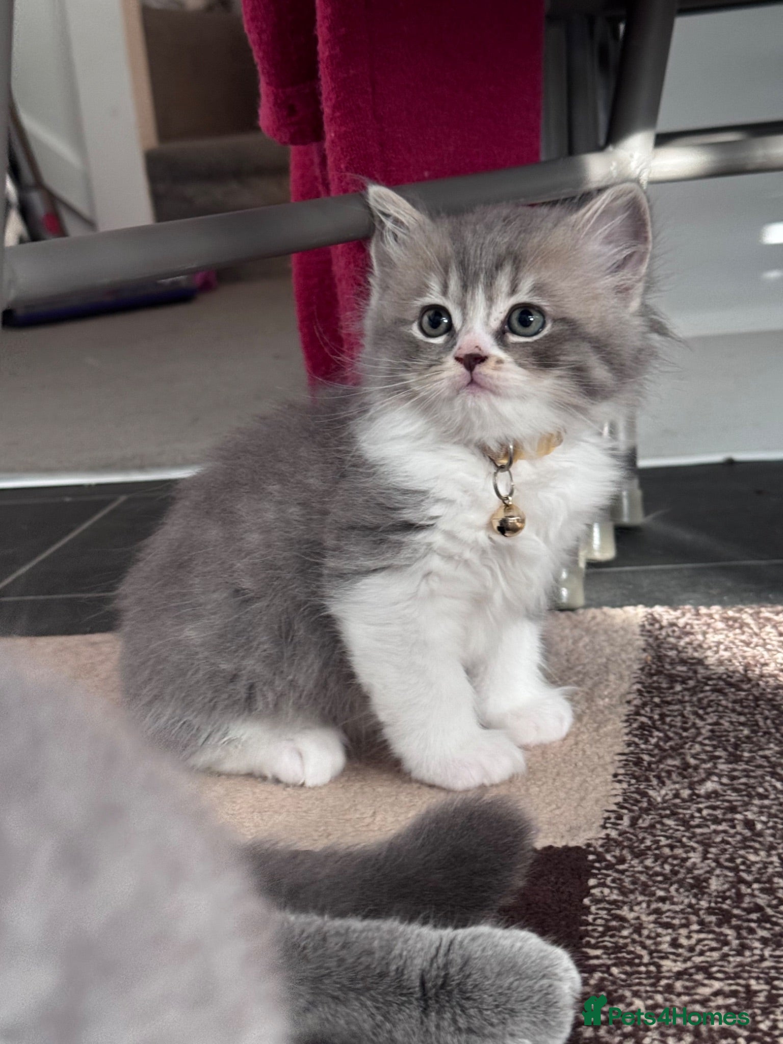 British Shorthair cats 🐾 Stunning British Shorthair × Persian Kittens 🐾 - Advert 5