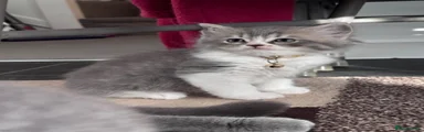 British Shorthair Kitten 2