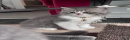 British Shorthair cats for sale: 🐾 Stunning British Shorthair × Persian Kittens 🐾 - Advert 10
