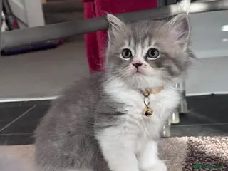 British Shorthair cats 🐾 Stunning British Shorthair × Persian Kittens 🐾 - Advert 5
