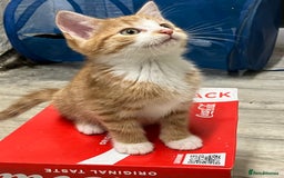 Mixed Breed cats for sale: Beautiful kittens  - Image 2