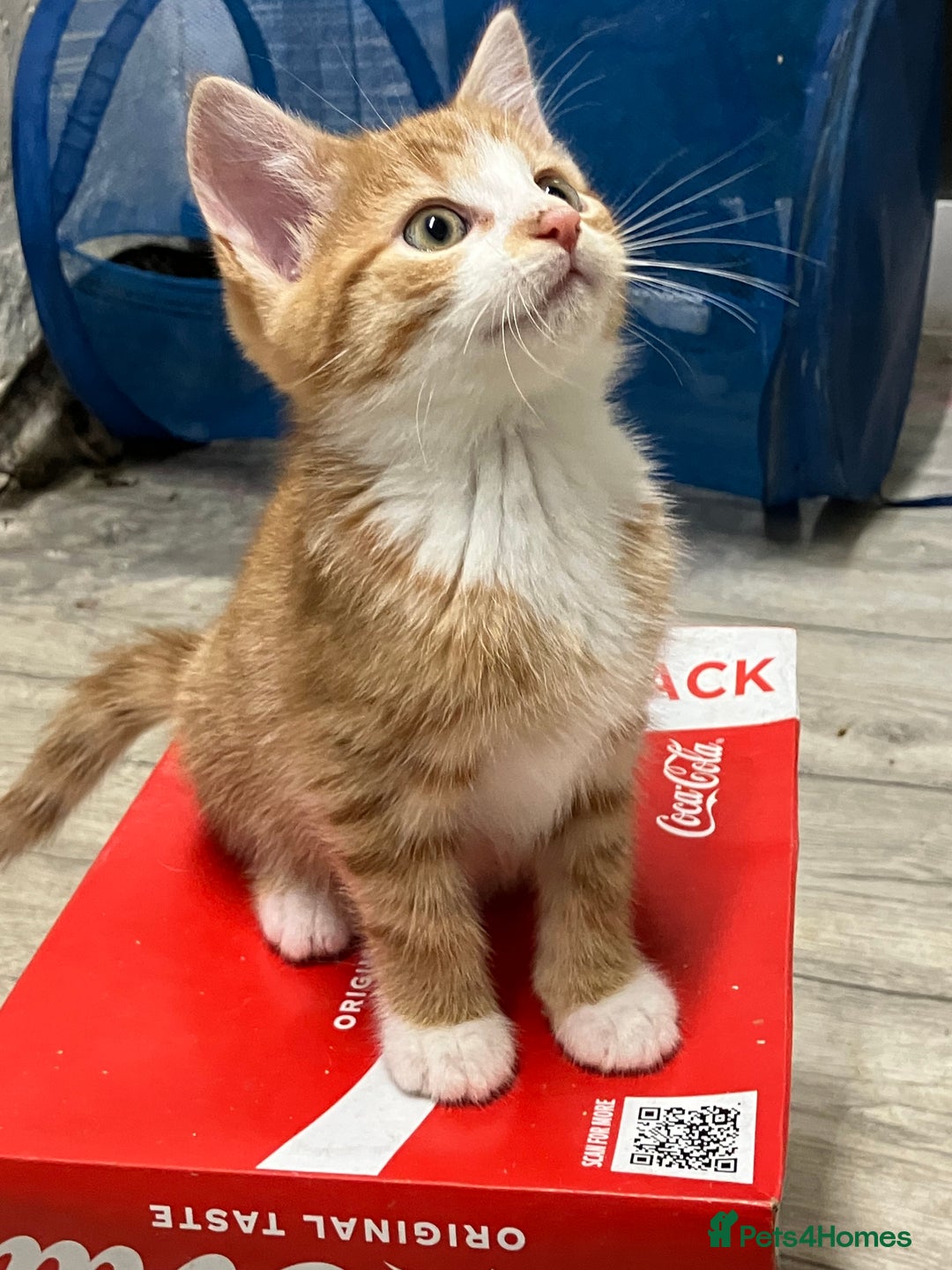 Mixed Breed cats for sale: Beautiful kittens  - Image 2