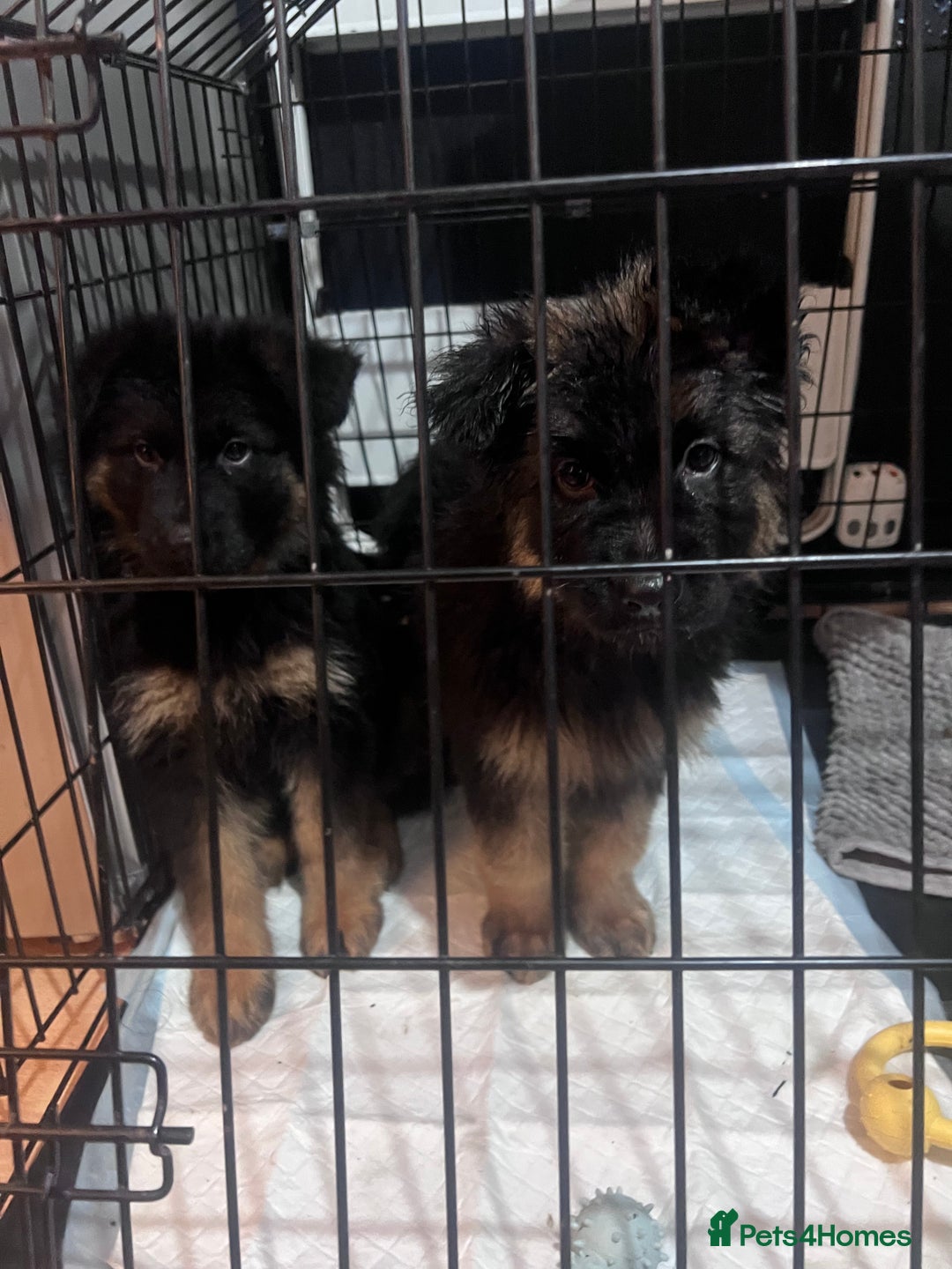 German Shepherd dogs for sale: 7 German Shepherd puppies  - Advert 1
