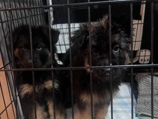 German Shepherd dogs 7 German Shepherd puppies - Advert 6