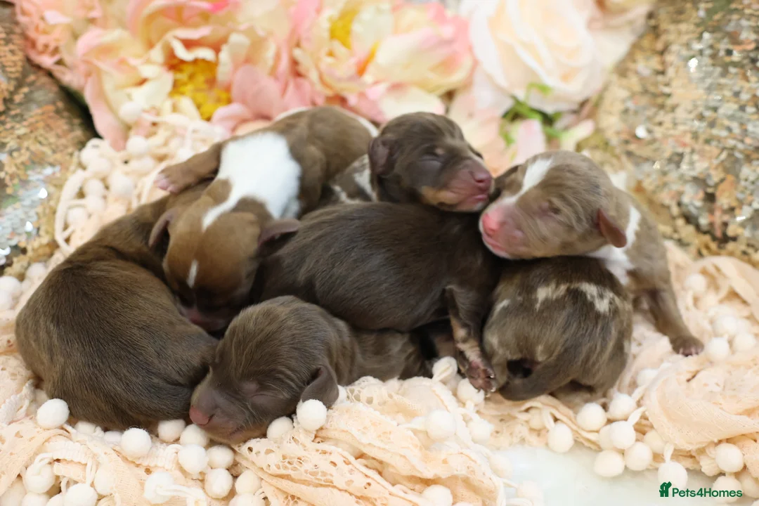 Miniature Dachshund dogs for sale: KC Miniature Dachshund Puppies - Advert 5