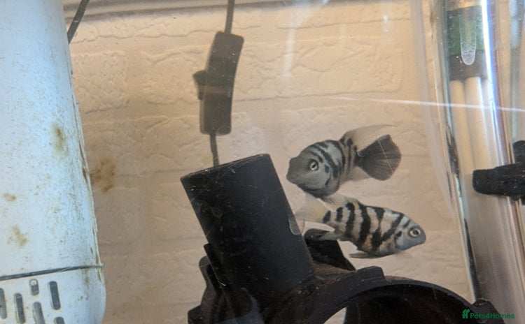 Cichlids fish - Advert 5