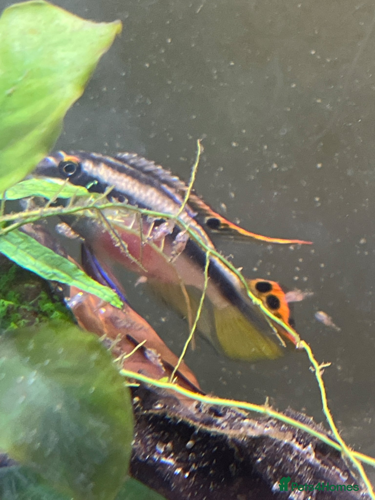 Other/Mixed Breed fish Baby kribensis mixed  - Advert 6