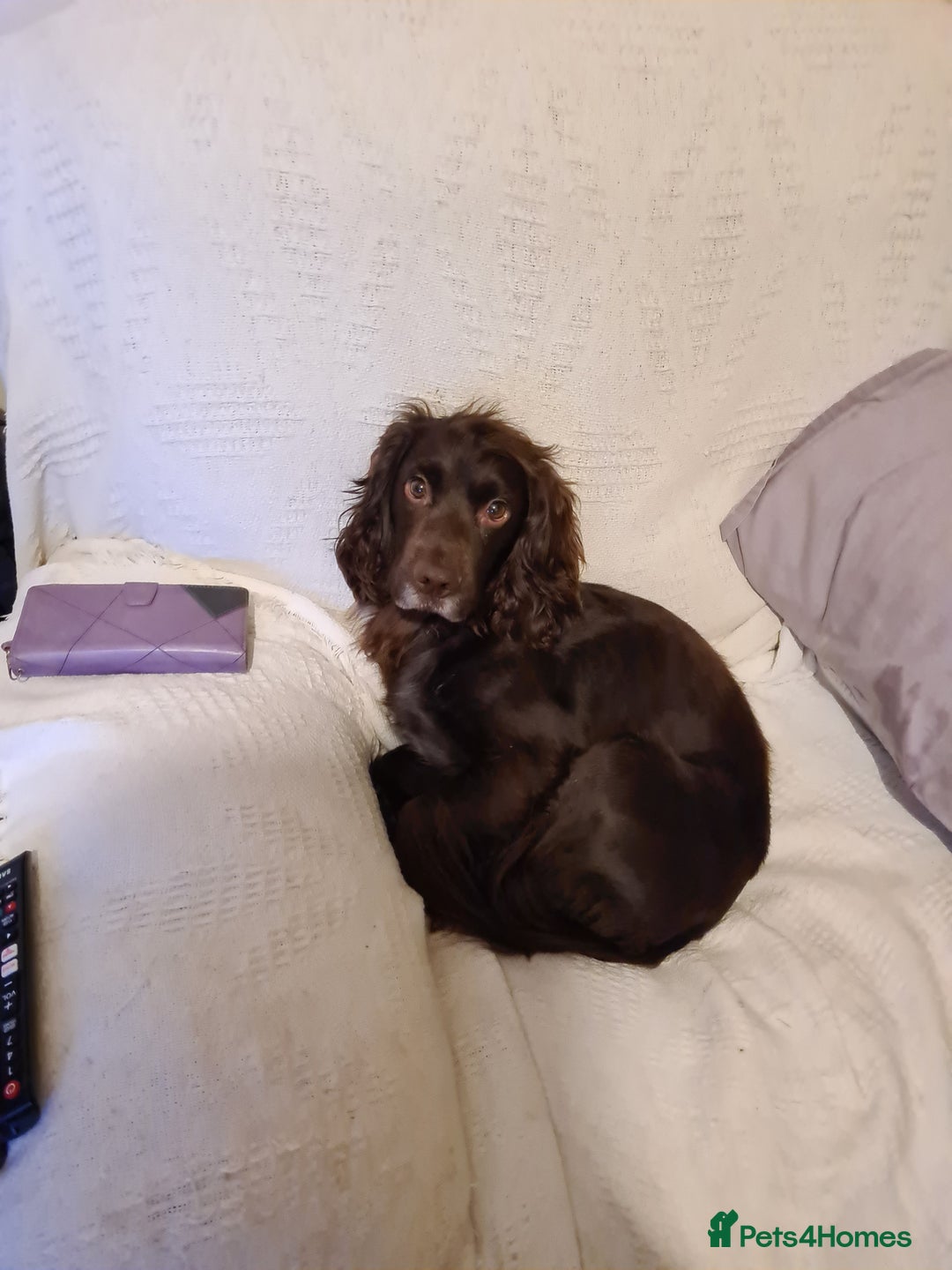 Cocker Spaniel dogs for sale: Chocolate cocker spaniel - Advert 3