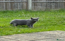 British Shorthair cats for sale: 💎 British Shorthair Cats for Sale 💎 - Image 5