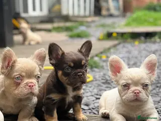 French Bulldog dogs for sale: Pink Fluffy Choc and Tan French Bulldog Puppies - Advert 1