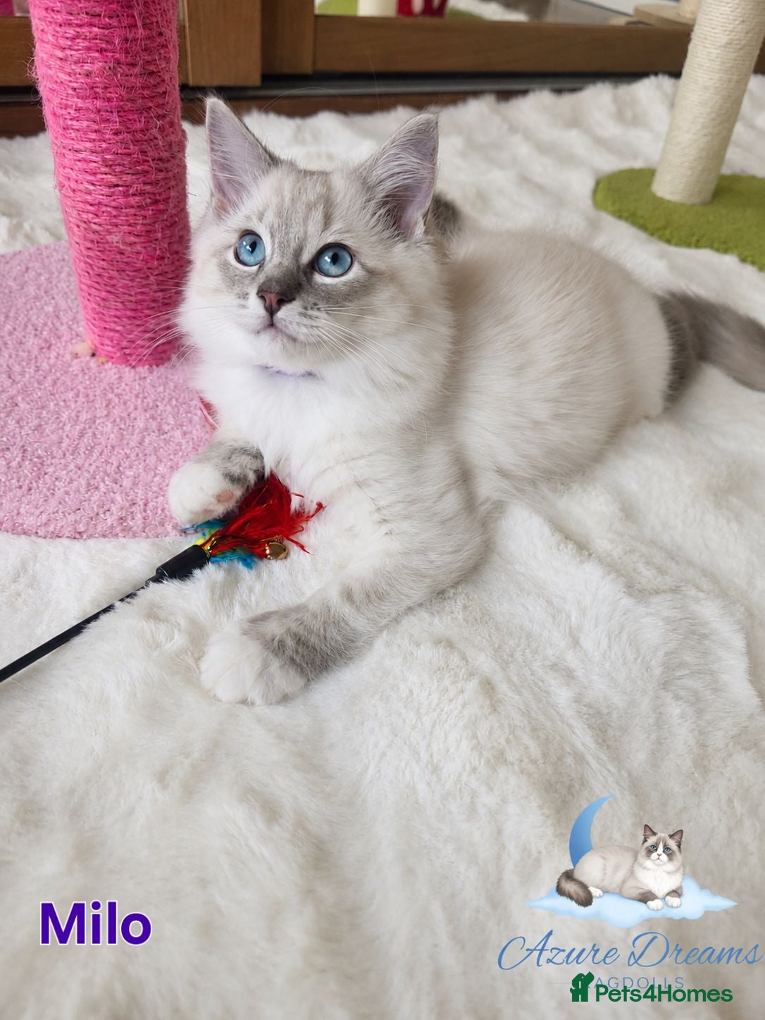 Ragdoll cats 😻Beautiful GCCF Registered Ragdoll Kittens😻 - Advert 1