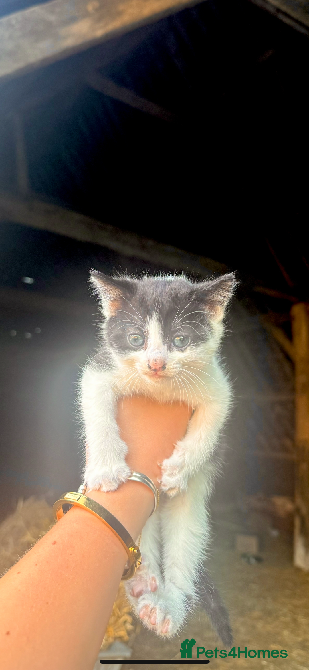 Mixed Breed cats for sale: Black, black/white kittens from 8 weeks & upwards - Image 6