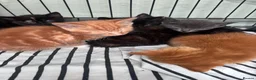 Mixed Breed cats for sale: Beautiful kittens 8 weeks old  - Advert 6