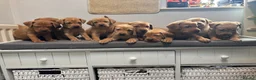 Labrador Retriever dogs for sale: 10 adorable fox red Labrador puppies  - Advert 30