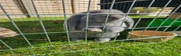 French Lop rabbits for sale: Gorgeous French lop Buck 💙🐰 - Advert 6