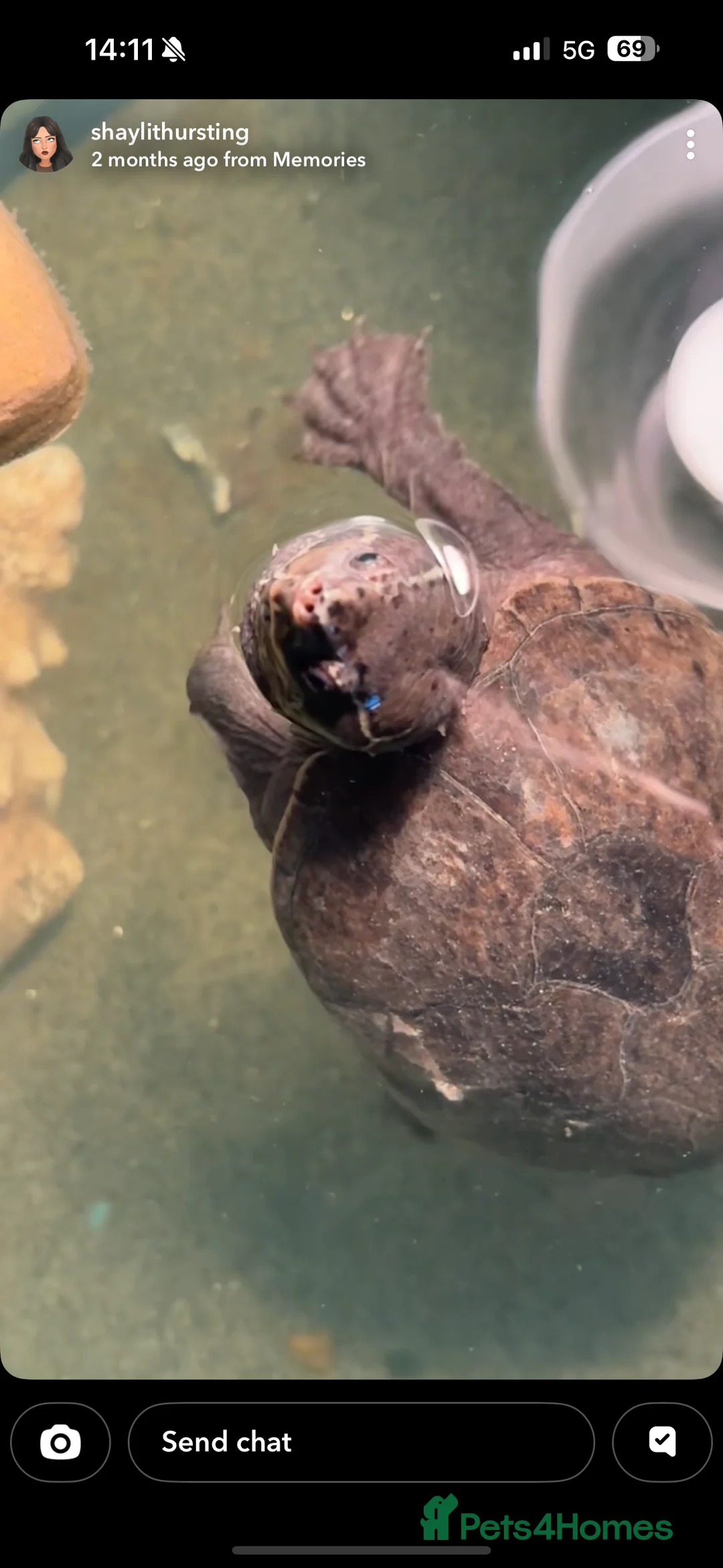 Turtle reptiles for sale: 2 turtles for sale  - Advert 2