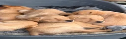 Labrador Retriever dogs for sale: SHAEDS OF YELLOW TO FOXRED - Advert 15
