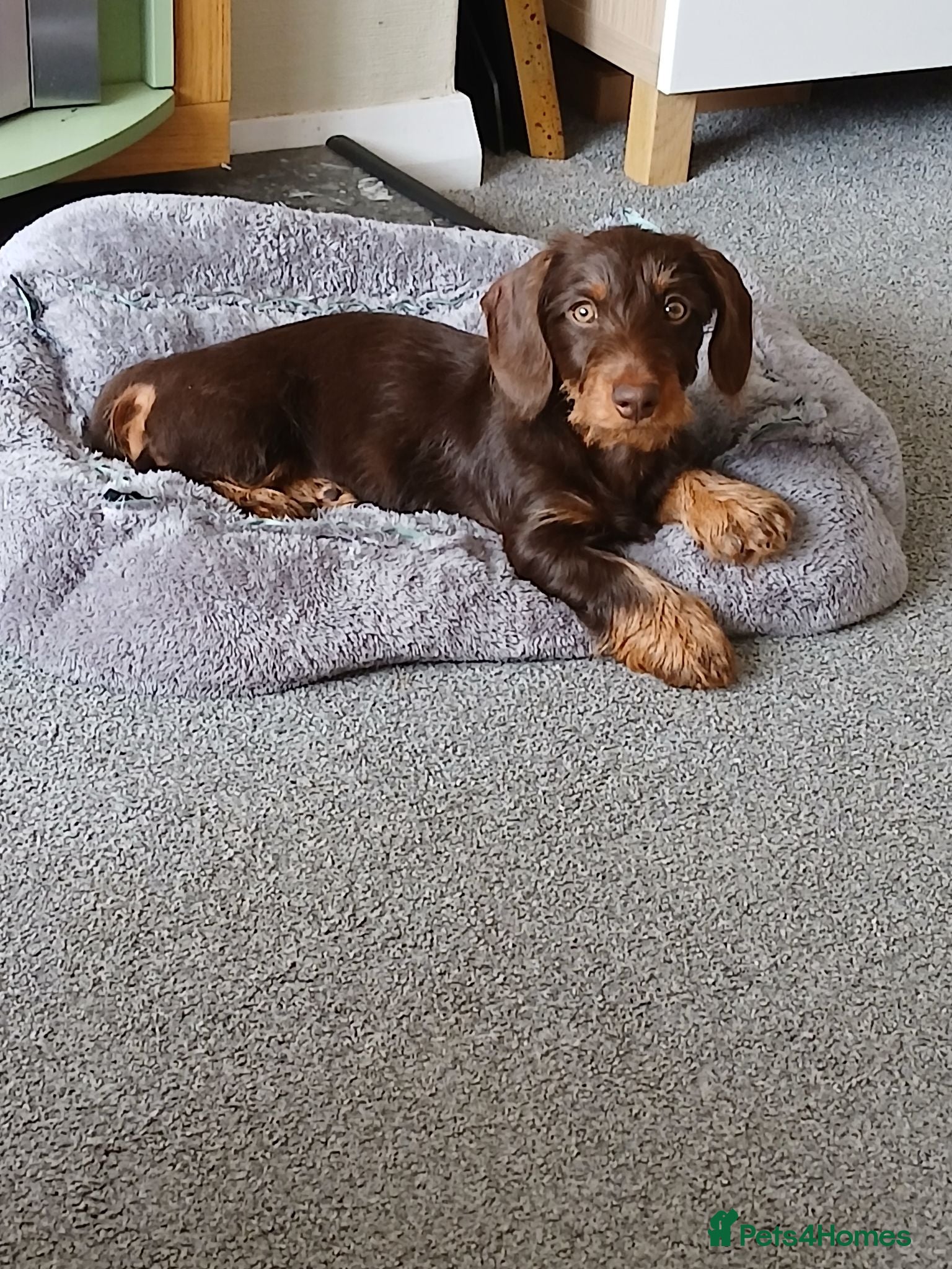 Dachshund dogs Chocolate and tan wirehair dachshund  - Advert 1