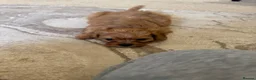 Cavapoo dogs for sale: Tiny toy cavapoos  - Advert 15