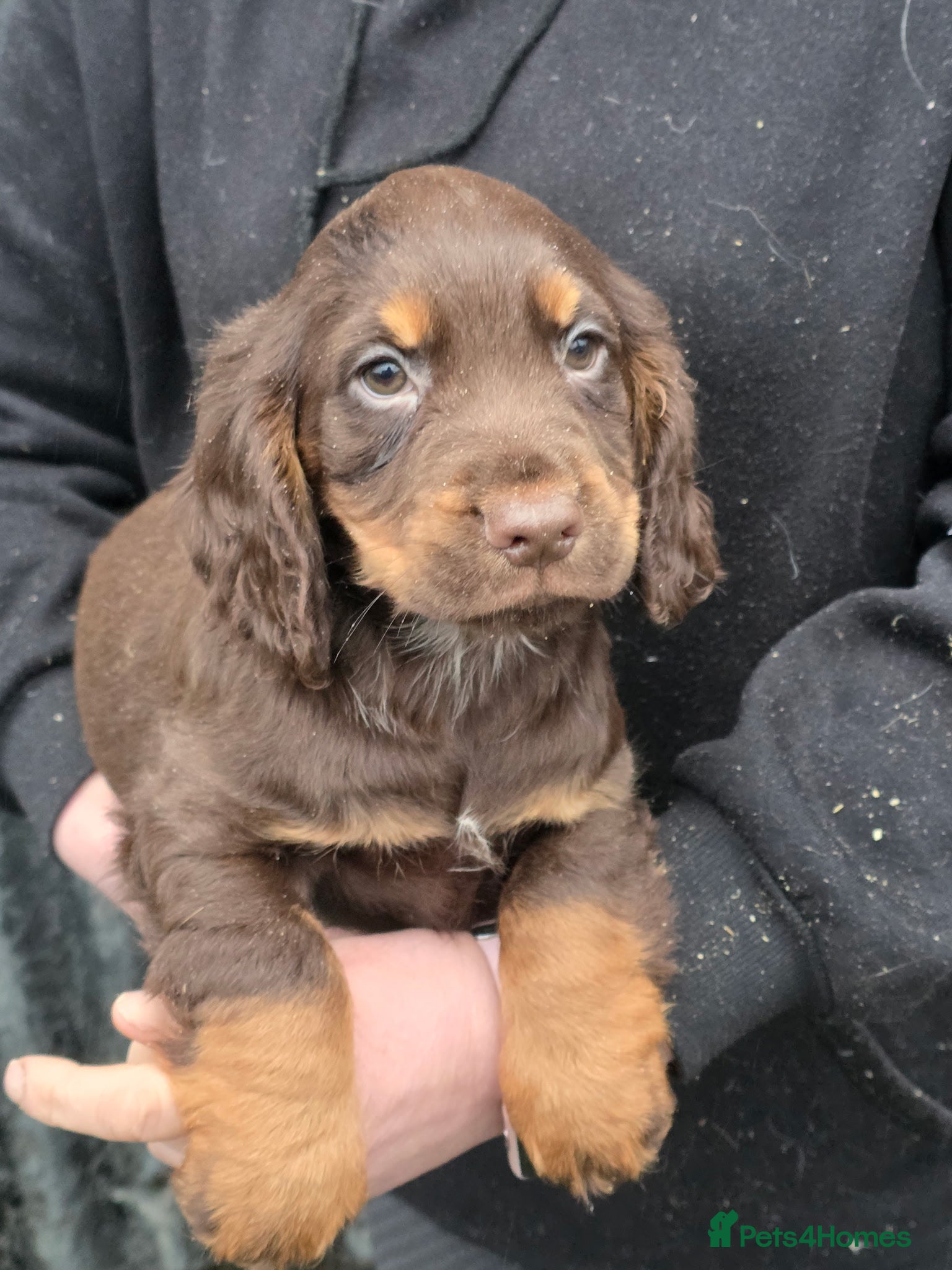 Cocker Spaniel dogs Cocker Spaniel puppies, ready to leave now - Advert 1