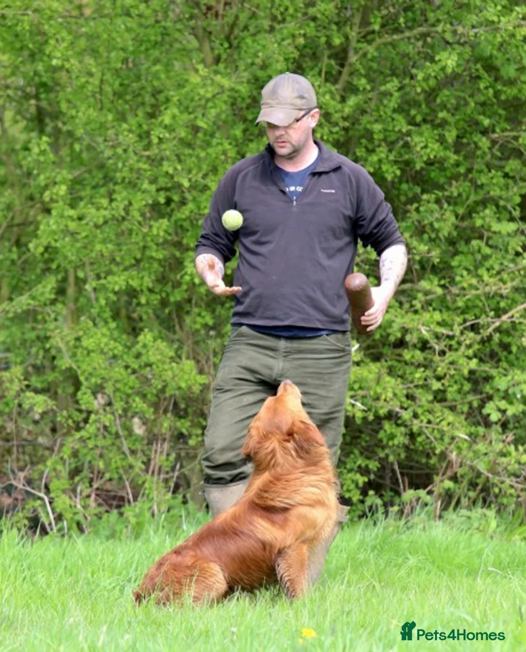 Golden Retriever dogs for stud: BRINSWORTHY DENMAN OF JALK A DOG OF A LIFETIME! in Doncaster - Advert 15