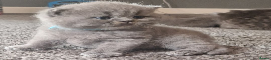 British Shorthair Kitten 1