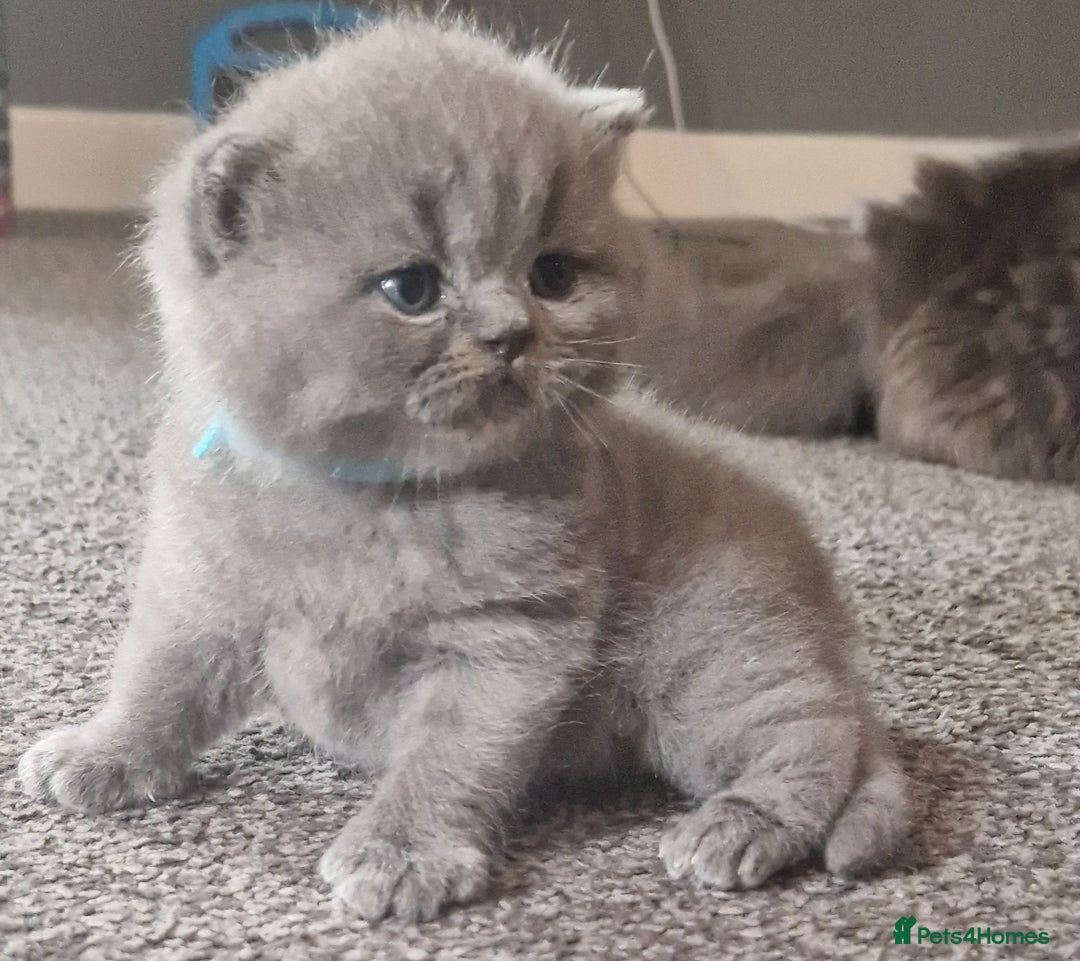 British Shorthair cats for sale: ✨ GCCF Registered British Shorthair Kittens ✨ - Image 20