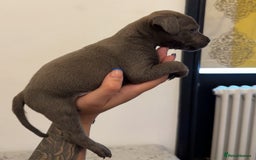 Staffordshire Bull Terrier dogs for sale: Beautiful blue staffy pups excellent pedigree  - Image 9