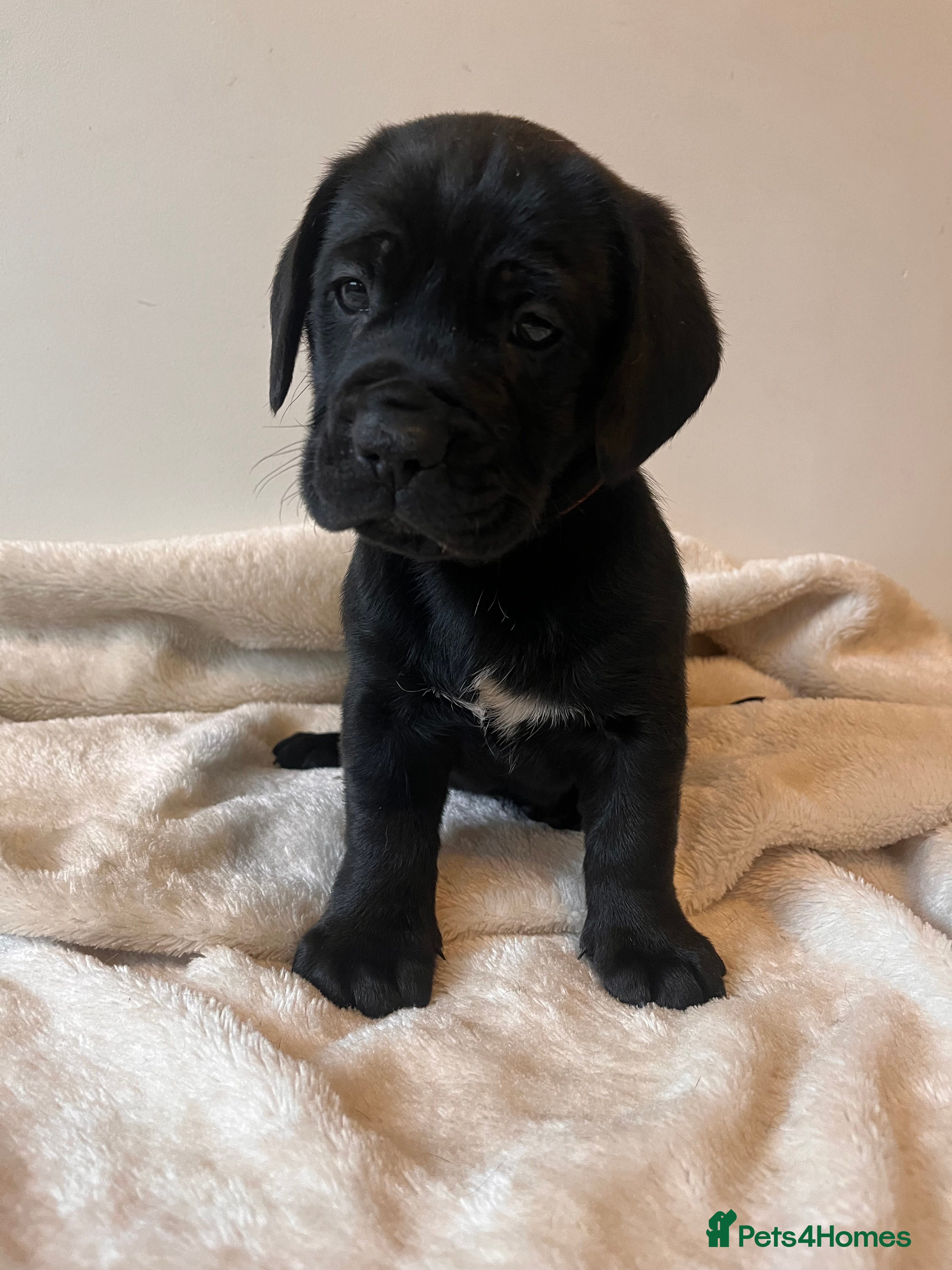 Cane Corso dogs ICCF Pedigree Cane Corso Puppies 🏆  - Advert 7