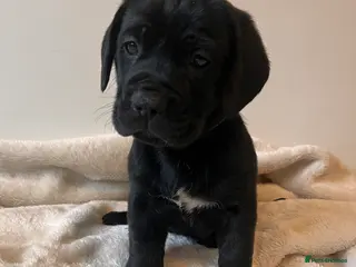 Cane Corso dogs ICCF Pedigree Cane Corso Puppies 🏆 - Advert 7
