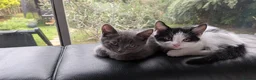 Mixed Breed cats for sale: 3 Tabby Kittens for Sale - Advert 15