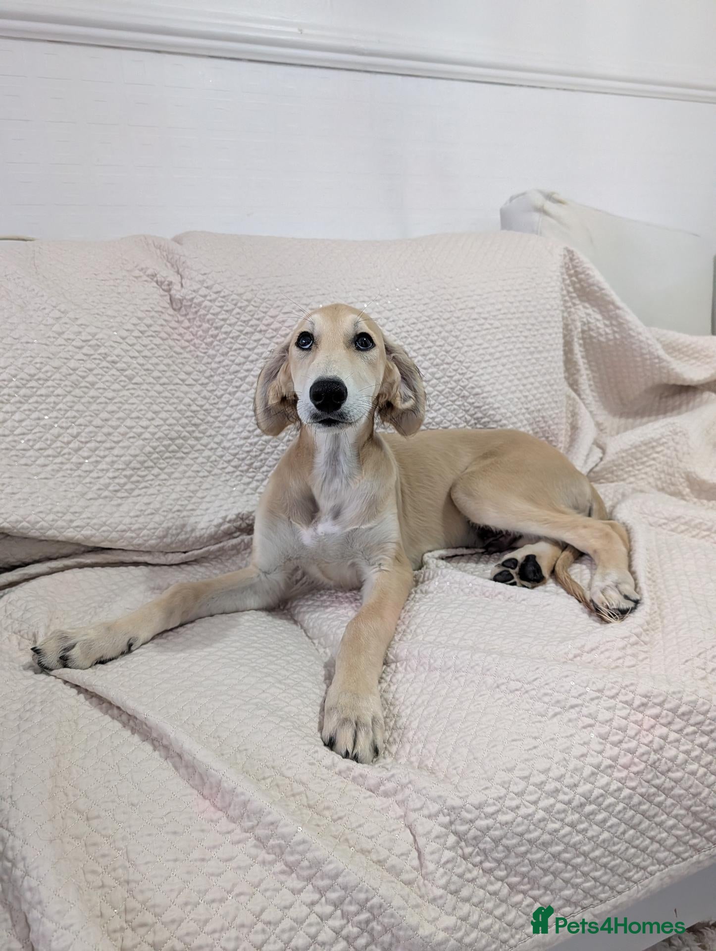 Saluki dogs for sale: Stunning Saluki Boy - Advert 2